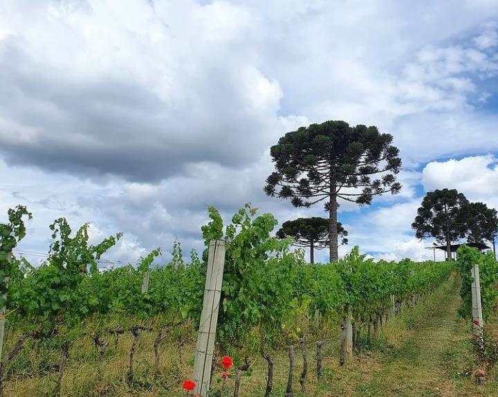 VINÍCOLAS DA SERRA CATARINENSE