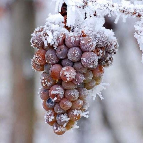 ICE WINE: O VINHO DAS UVAS CONGELADAS!