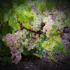 Manz - Dona Fátima Jampal 2020 - The Blend Wines